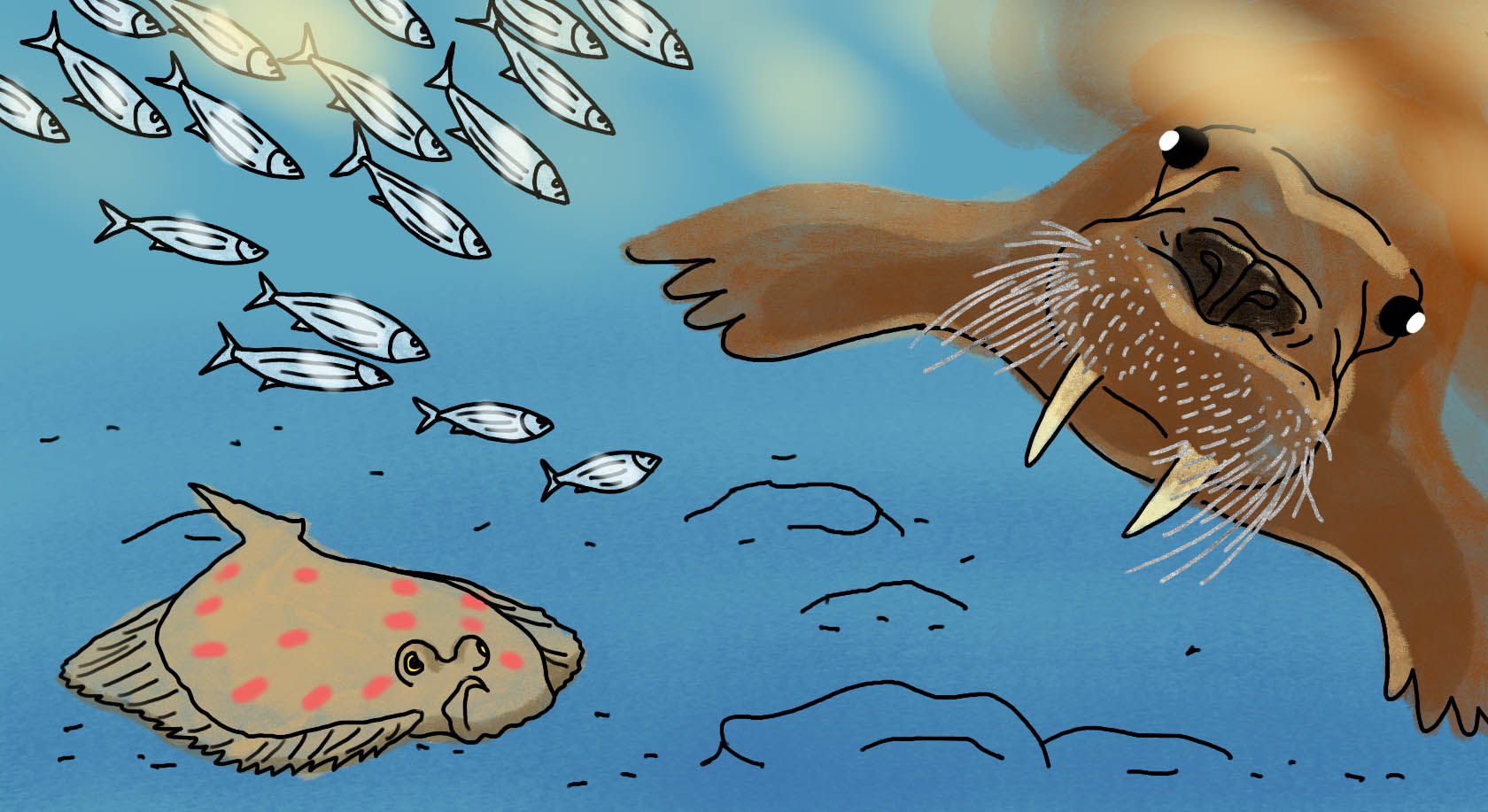 «Морж», «сельдь» и другие финно-угорские и скандинавские заимствования в русском языке